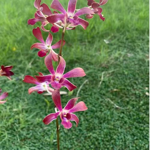 植家进口洋兰 【Dendrobium Ceazar Red 小红羚】复古红系带花香