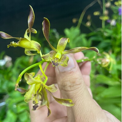 植家进口洋兰 【Dendrobium Antelope Horn金纹羚羊】质感独特
