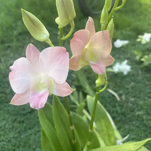 植家进口洋兰 【Dendrobium 'Peach #28' 红蜜桃】转变色夜里深红