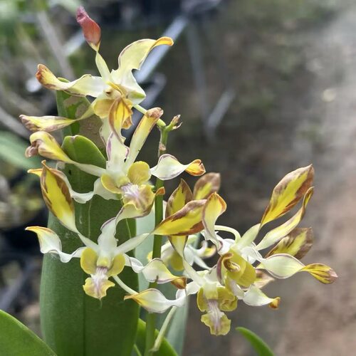 植家进口洋兰 Dendrobium hybrida 'Banana Shadow' 香蕉羚羊泼
