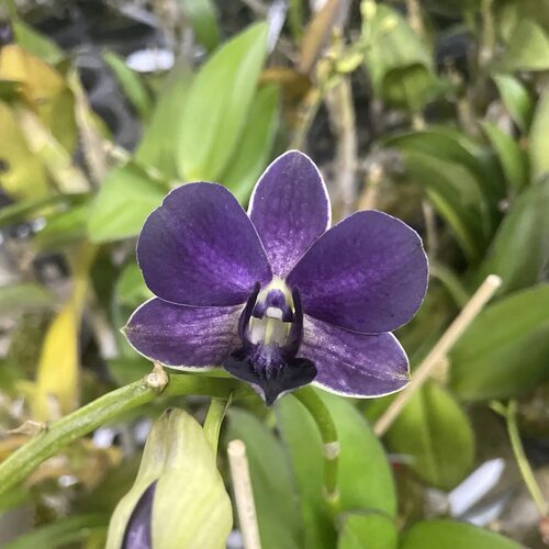 植家进口洋兰 【Den. Blue Angel 'Air-Blue' 蓝天使】一代蓝天使
