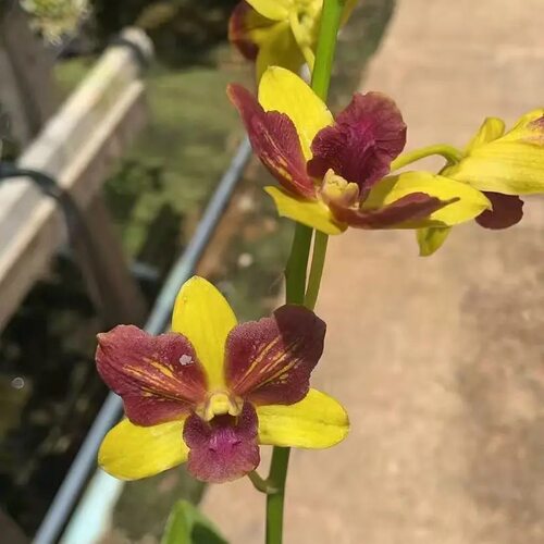 植家进口洋兰 【Dendrobium Yellow Red Lips 鸳鸯】