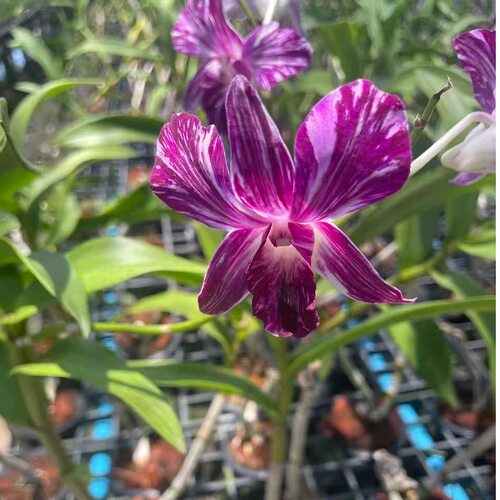 植家进口洋兰 【Dendrobium Sonia Ersakul Splash油画泼墨】经典