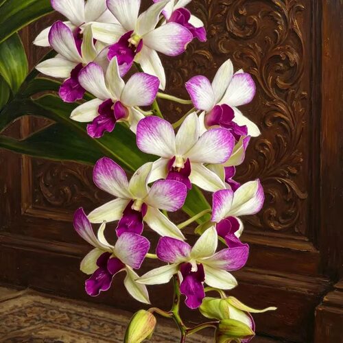 植家进口洋兰 【Dendrobium hybrida 'Purple Edge White' 贵妃】
