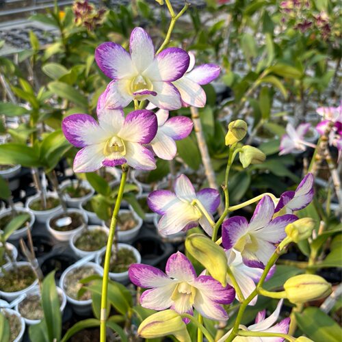 植家进口洋兰 【Den'Aridang Blue M仙景】极具泼墨美感