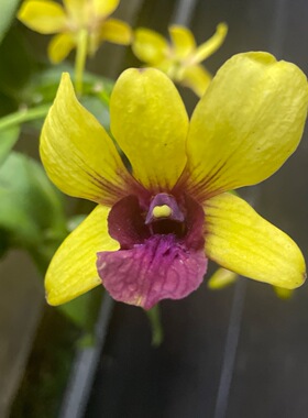 植家进口洋兰 【Dendrobium Yellow Davin Red lip金焰】明亮黄色