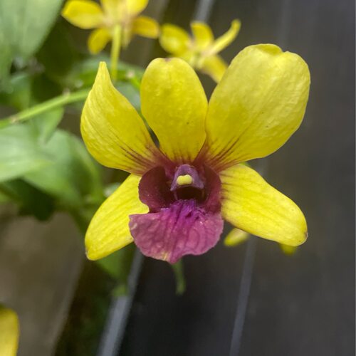 植家进口洋兰 【Dendrobium Yellow Davin Red lip金焰】明亮黄色
