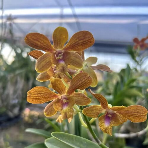 植家进口洋兰 【Dendrobium Brown#245 金香梅】焦糖黄色蜡质浓香