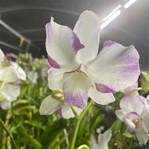 植家进口洋兰 【Dendrobium King Dragon大约翰龙王】大花型