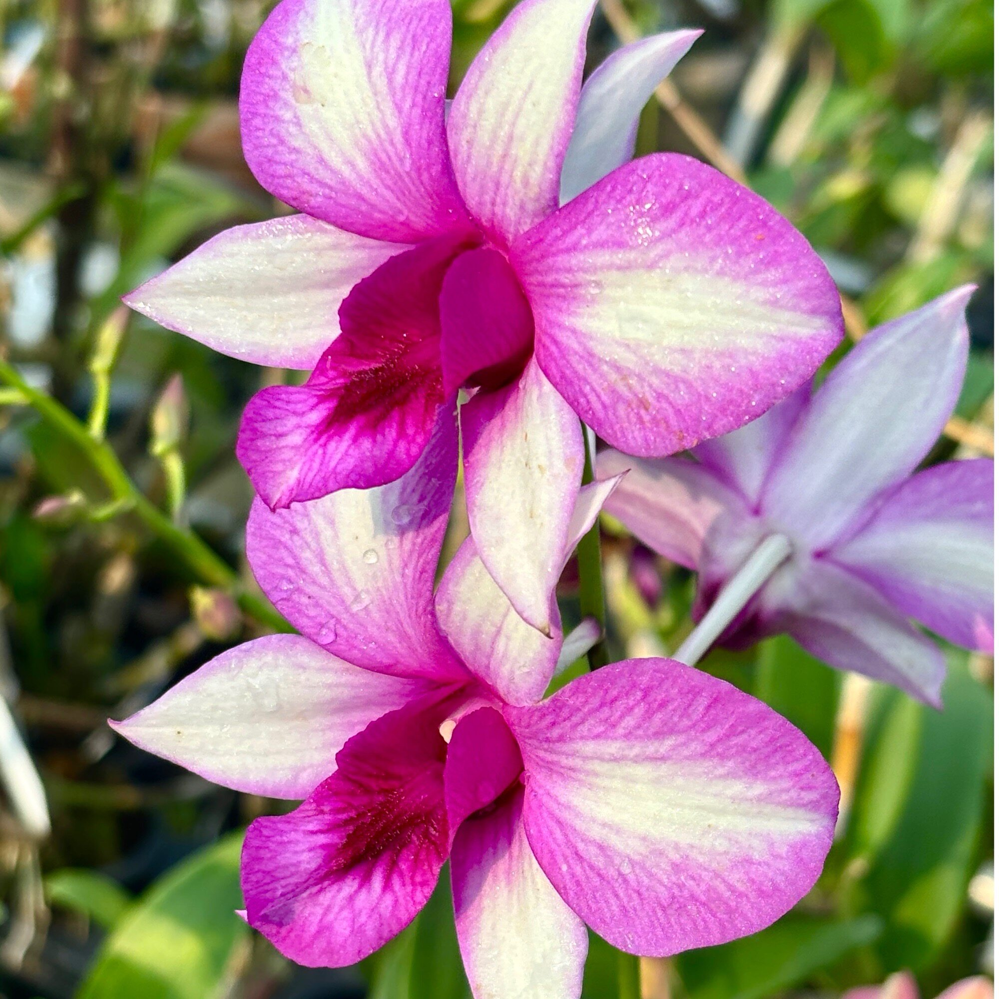 植家进口洋兰 【Dendrob石斛兰