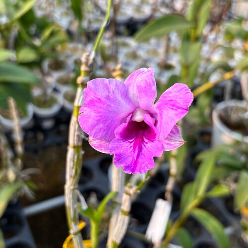 植家进口洋兰 【Dendrobium 'Kana Splash'卡娜泼墨】格调高雅
