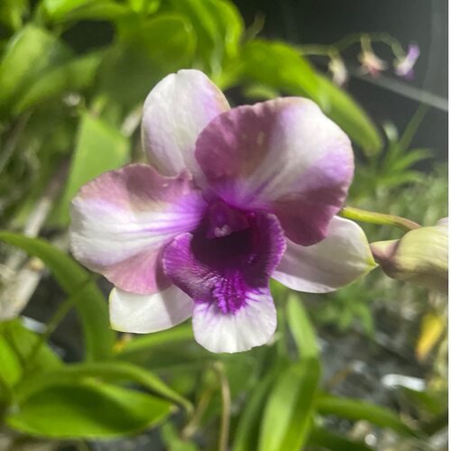 植家进口洋兰 【Den.Nopporn Star Bright#1529幻彩龙王】