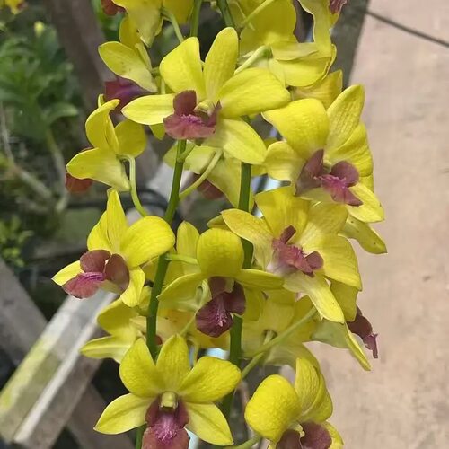 植家进口洋兰 【Dendrobium Thongchai Gold #208 金童】带香