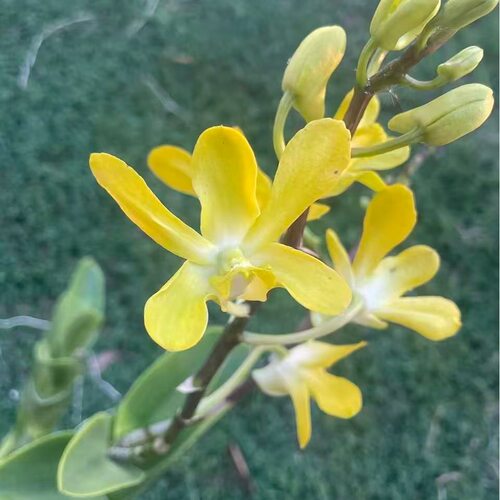 植家进口洋兰 【Dendrobium 'Honey Gold Butterfly'蜜金蝶】