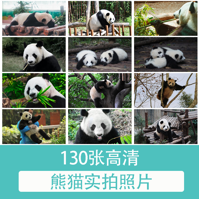ZP356熊猫 实拍照片摄影JPG高清图片设计电子素材