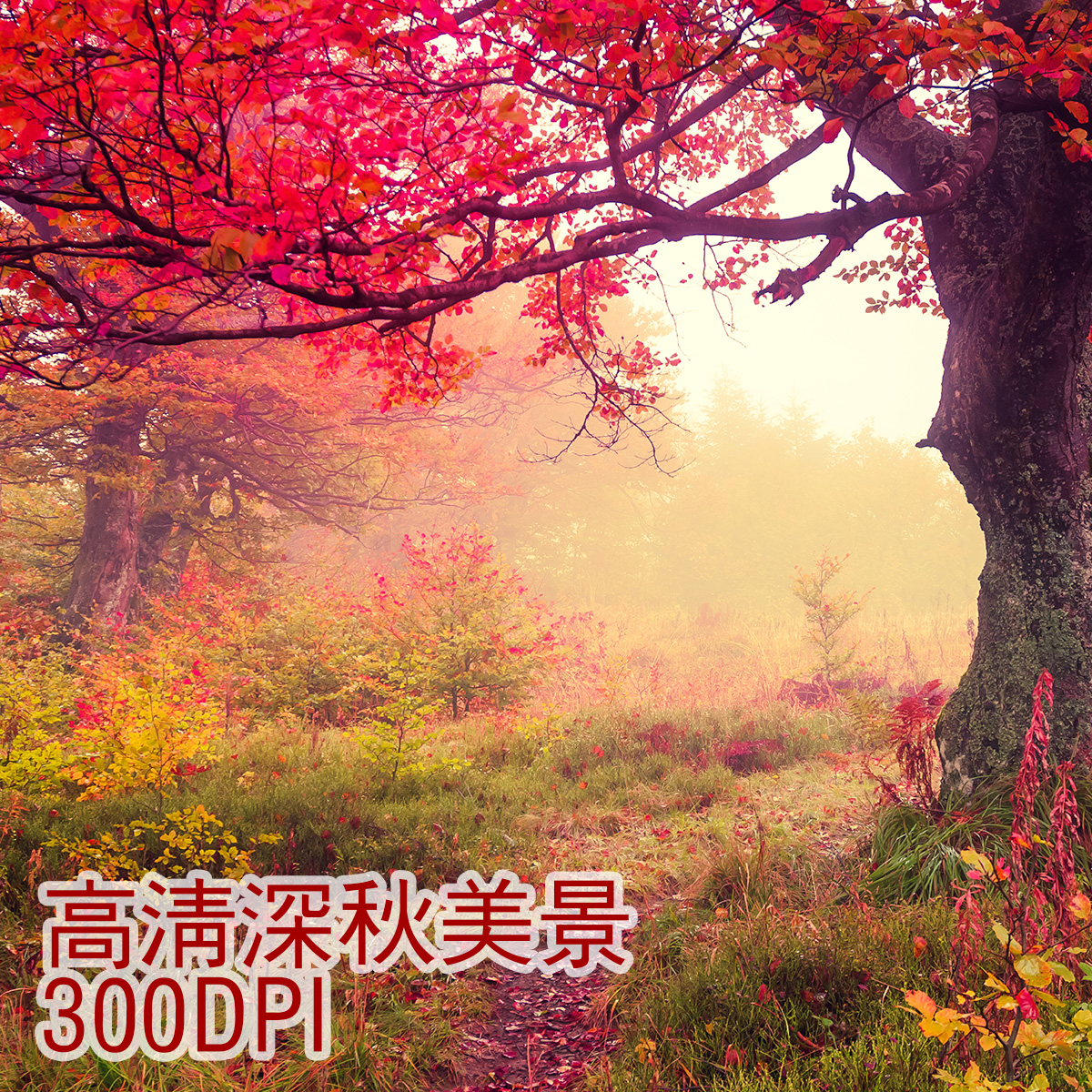 JPEG高清 秋天风景素材高清背景桌面壁纸枫叶树落叶PS设计图片