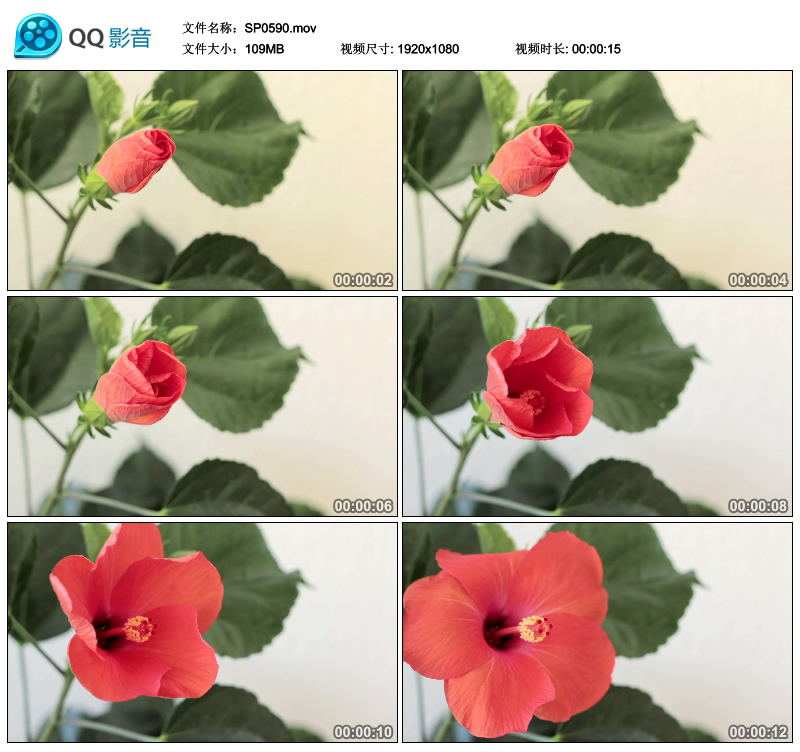 鲜花盛开 鲜艳花朵绽放开放万物生长植物花草实拍高清视频素材