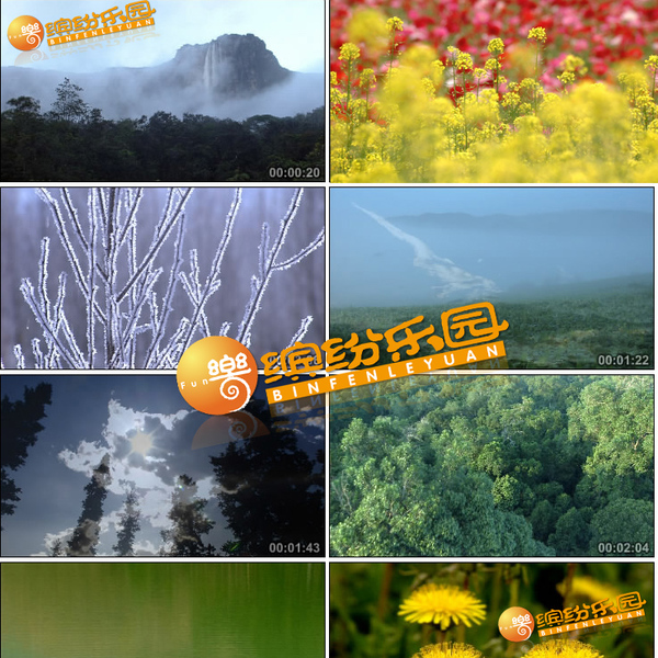 高清演示片椰树树林森林油菜花鲜花雪景下雪大象动物实拍视频素材