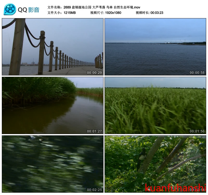 盘锦湿地公园 大芦苇荡 鸟林 自然生态环境 高清实拍视频素材