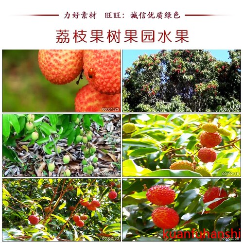 QD149高清实拍荔枝果树果园水果枝头视频素材水果鲜果美食