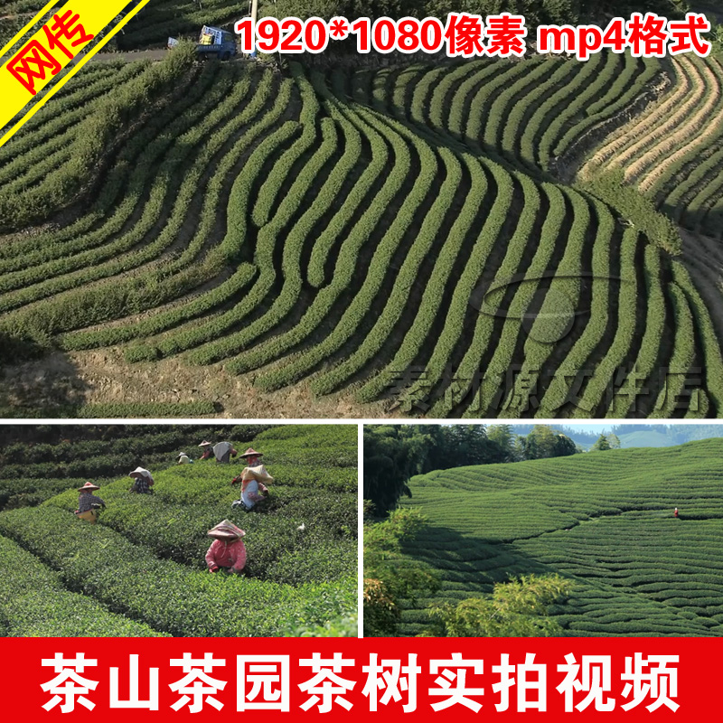 茶山茶园茶树高清实拍视频素材/茶田种植茶道茶农茶叶生产采茶