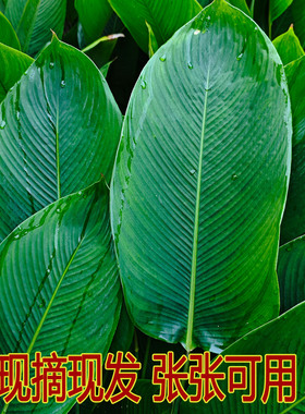 粽子叶广西粽叶新鲜大叶裹蒸粽叶过年包粽子的叶子过节用冬叶柊叶