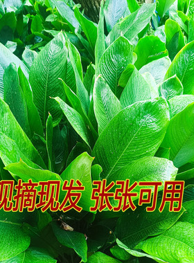 粽子叶广西粽叶新鲜大叶裹蒸粽叶过年包粽子的叶子过节用冬叶柊叶