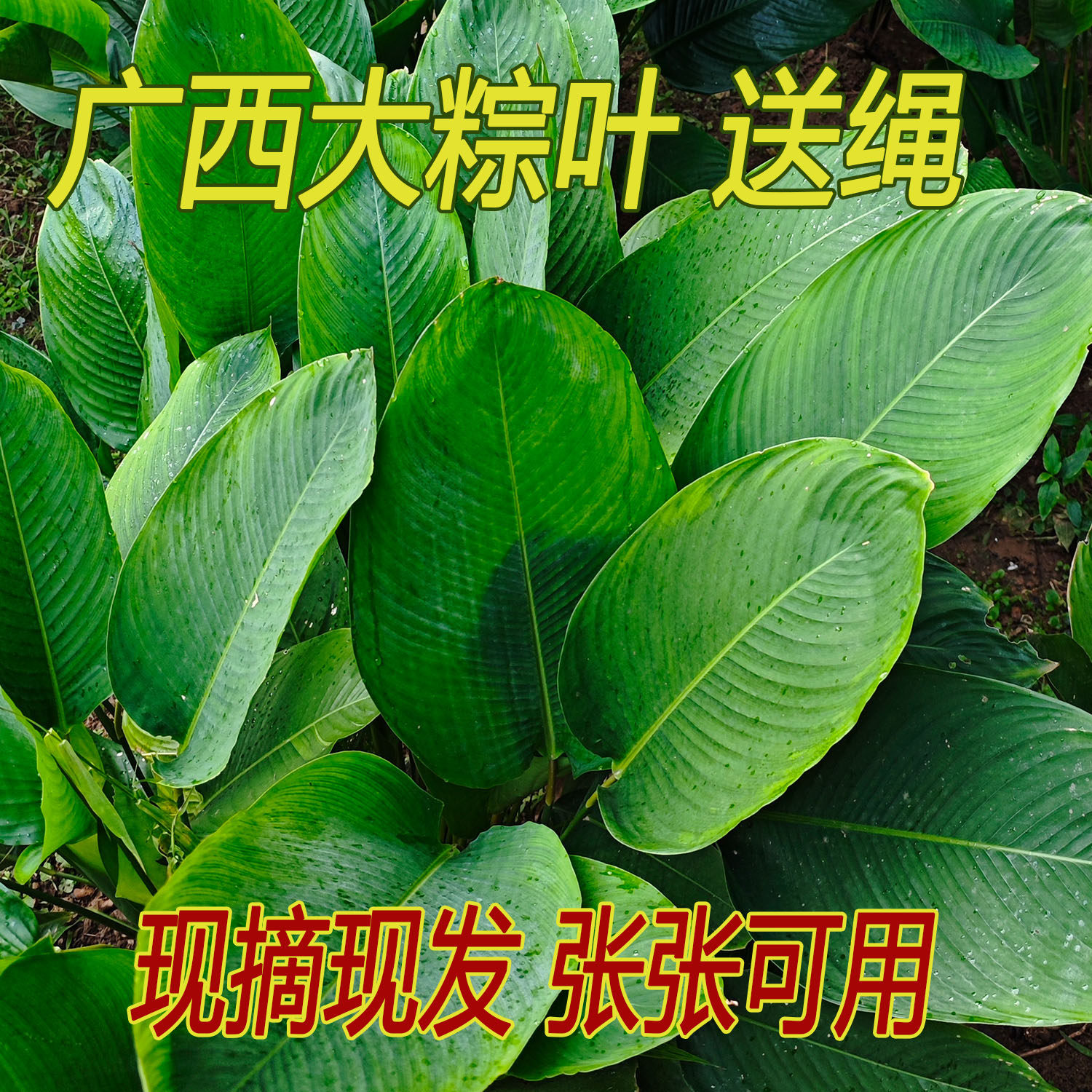 粽子叶广西粽叶新鲜大叶子裹蒸粽叶过年包粽子的叶子过节用冬柊叶
