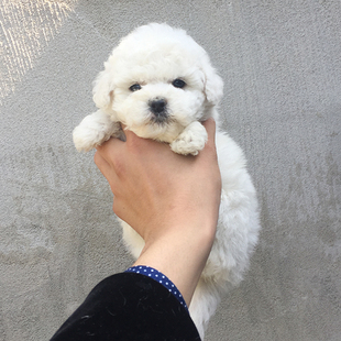 上海犬舍纯种白色比熊茶杯犬玩具小型比熊幼犬活体宠物狗狗出售