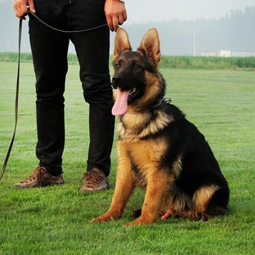 上海犬舍双血统赛级纯种德国