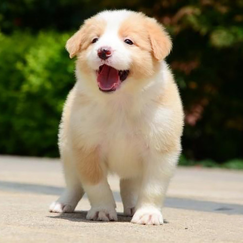 上海黄白双血统宠物狗狗出售犬舍
