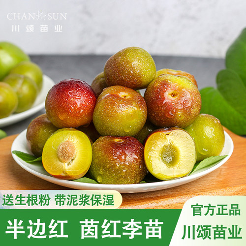 【川颂苗业】茵红李树苗包成活
