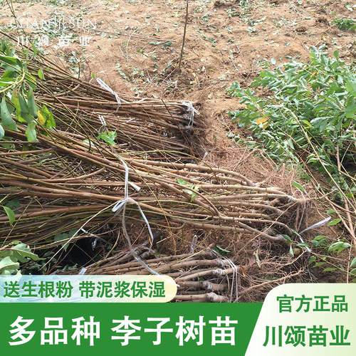 【川颂苗业】多品种李子苗包成活