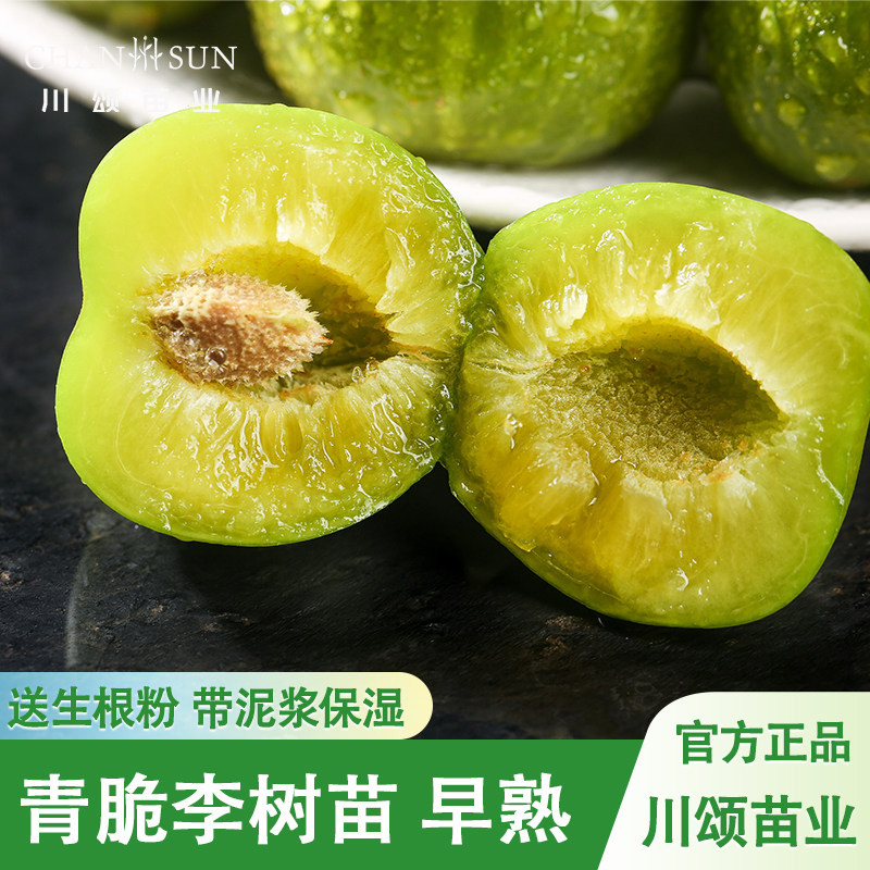 青脆李苗晚熟青脆李树苗脱骨李苗