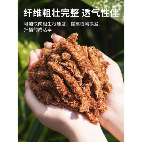 水苔蝴蝶兰专用智利进口毛毛虫水苔干苔藓乌龟造景土兰花专用植料