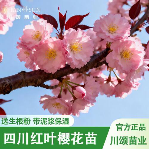 川颂苗业红叶樱花苗庭院阳台