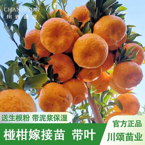 川颂苗业晚熟椪柑嫁接苗