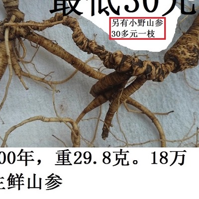 野山参30年100年纯正新鲜野山参野生人参长白山野生人参