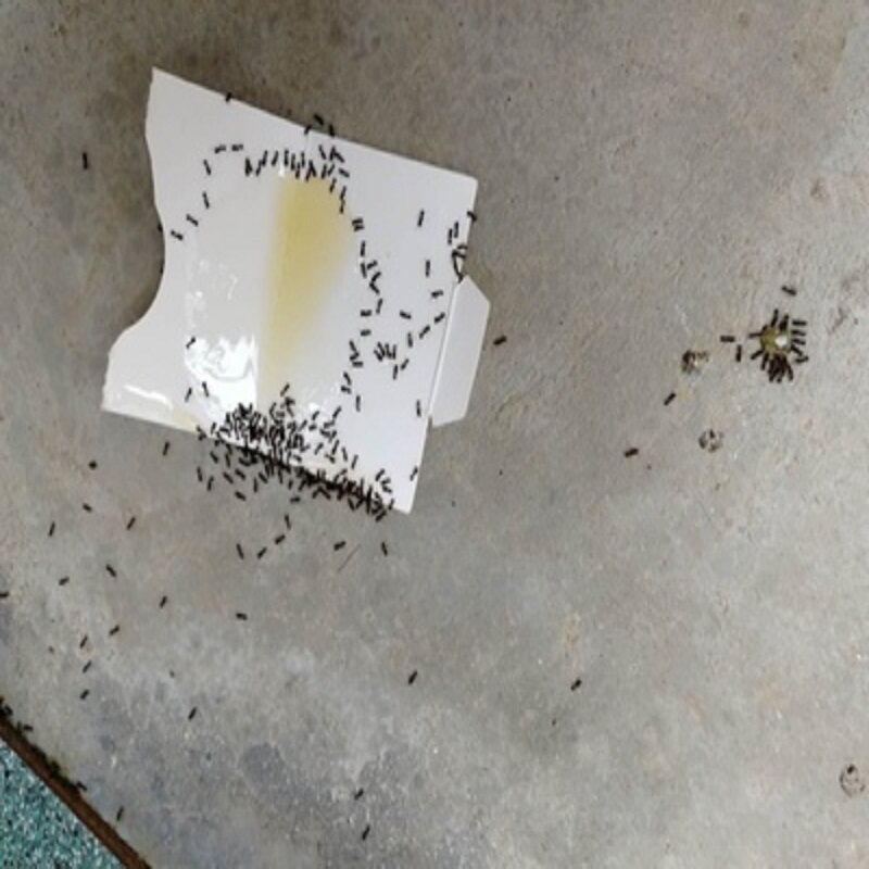 消除灭蚂蚁药除红黄黑白蜈蚣蟑螂药杀虫剂臭虫爬虫马陆跳蚤蚰蜒等