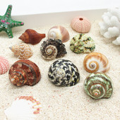 宠物造景装 5cm替换壳集合 天然海螺贝壳 饰 寄居蟹备用外壳
