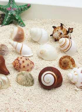 【2-3cm螺壳集合】迷你寄居蟹替换壳 天然海螺壳水族鱼缸造景装饰