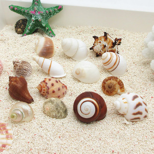 天然海螺壳水族鱼缸造景装 迷你寄居蟹替换壳 3cm螺壳集合 饰