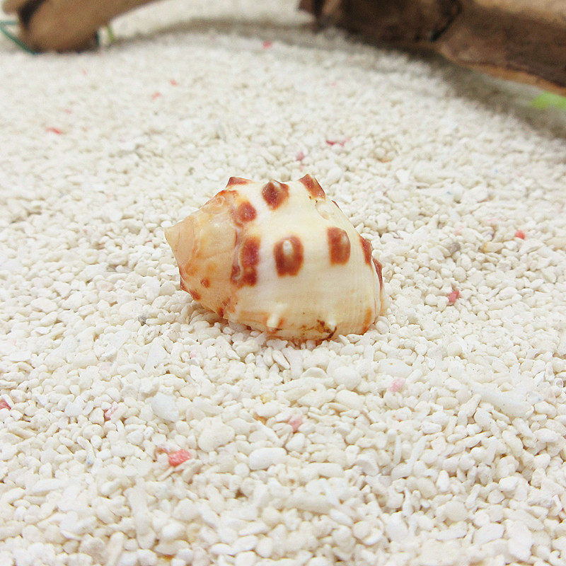 【荔枝螺1-4cm】寄居蟹替换壳备用盔甲天然海螺贝壳 水族造景装饰