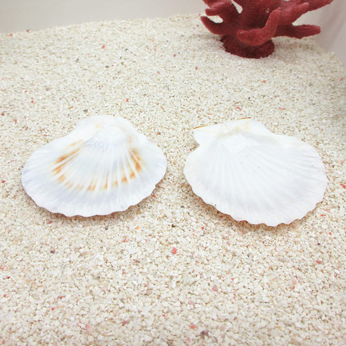迷你摆设造景自然风海螺贝壳
