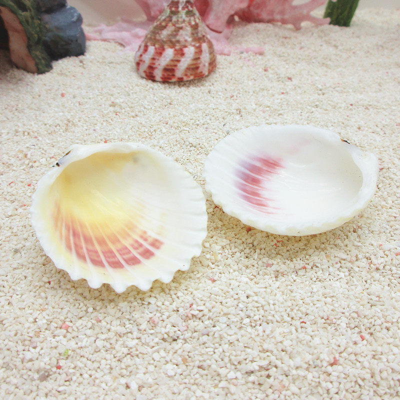 【仙女扇贝-蜗居天下】食物盆 喂水器一对2片 寄居蟹喂食盘饮水碗