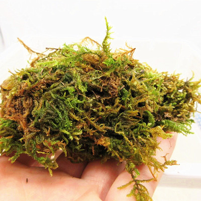 [天然干苔藓-蜗居天下】寄居蟹保湿造景专用 水苔青苔 假日出门用
