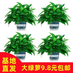 四四绿萝盆栽室内植物新房家用除甲醛净化空气绿植花卉长藤绿萝