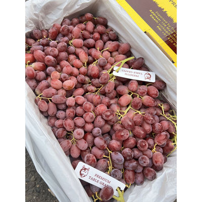 澳洲进口无籽红提葡萄2/3/5斤皮薄肉脆多汁重庆双福发货顺丰