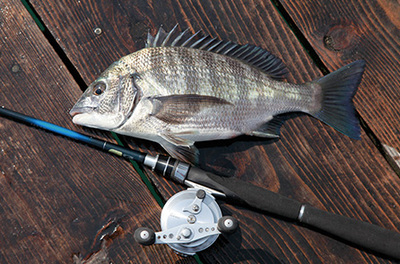 Seihakou筏钓竿SHIMANO/禧玛诺