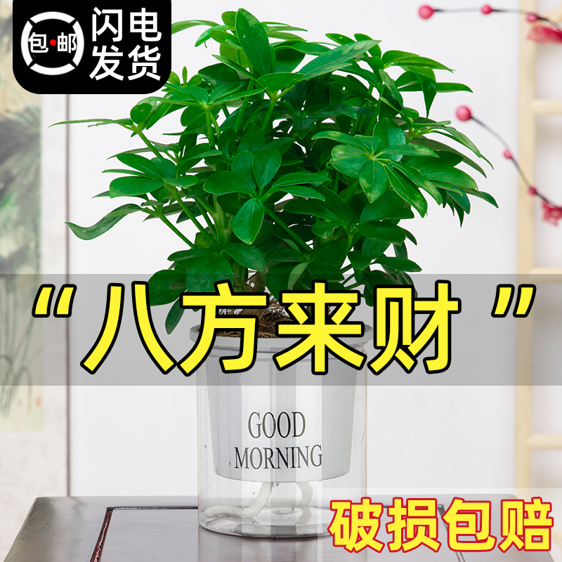 八方来财鸭脚木盆栽植物室内四季常青发财树绿植花卉小盆景七叶莲-封面